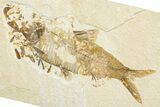 Bargain, Fossil Fish (Knightia) - Wyoming #346016-1